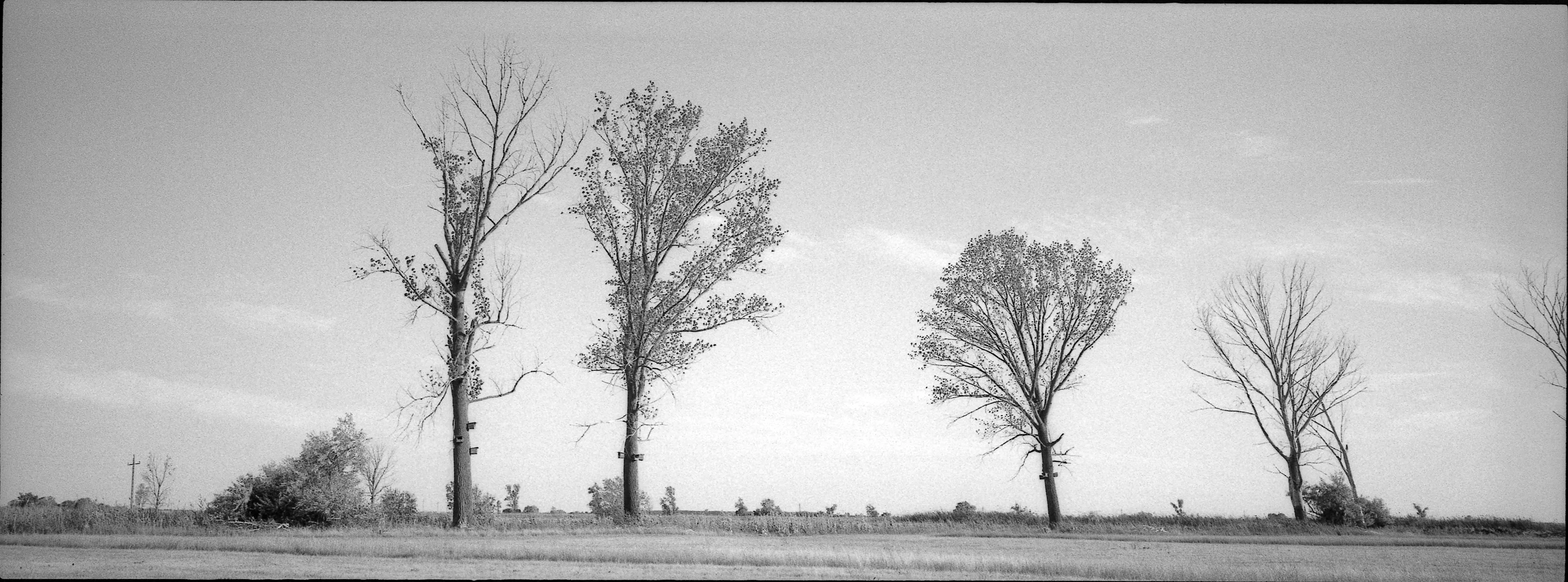 Panoramic black-and-white photograph of a row of trees in the landscape around Jászboldogháza