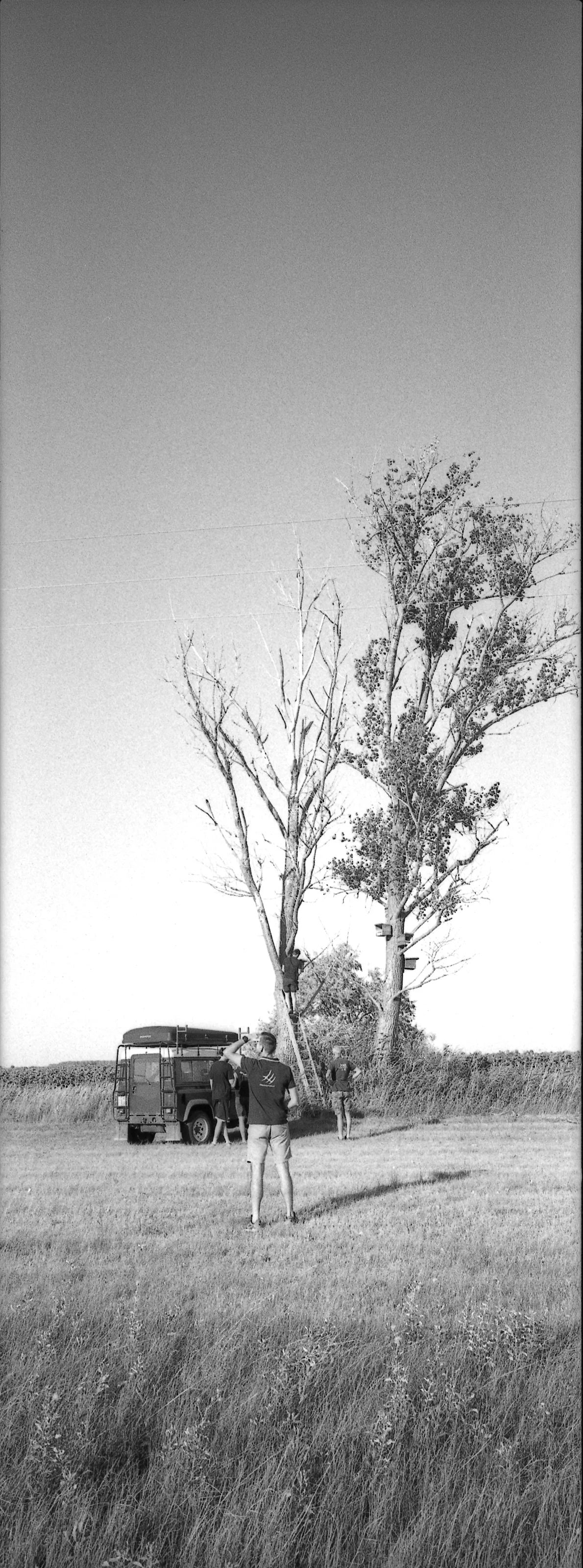 The TÖK Camp team working around ladders and nest boxes in two tall trees