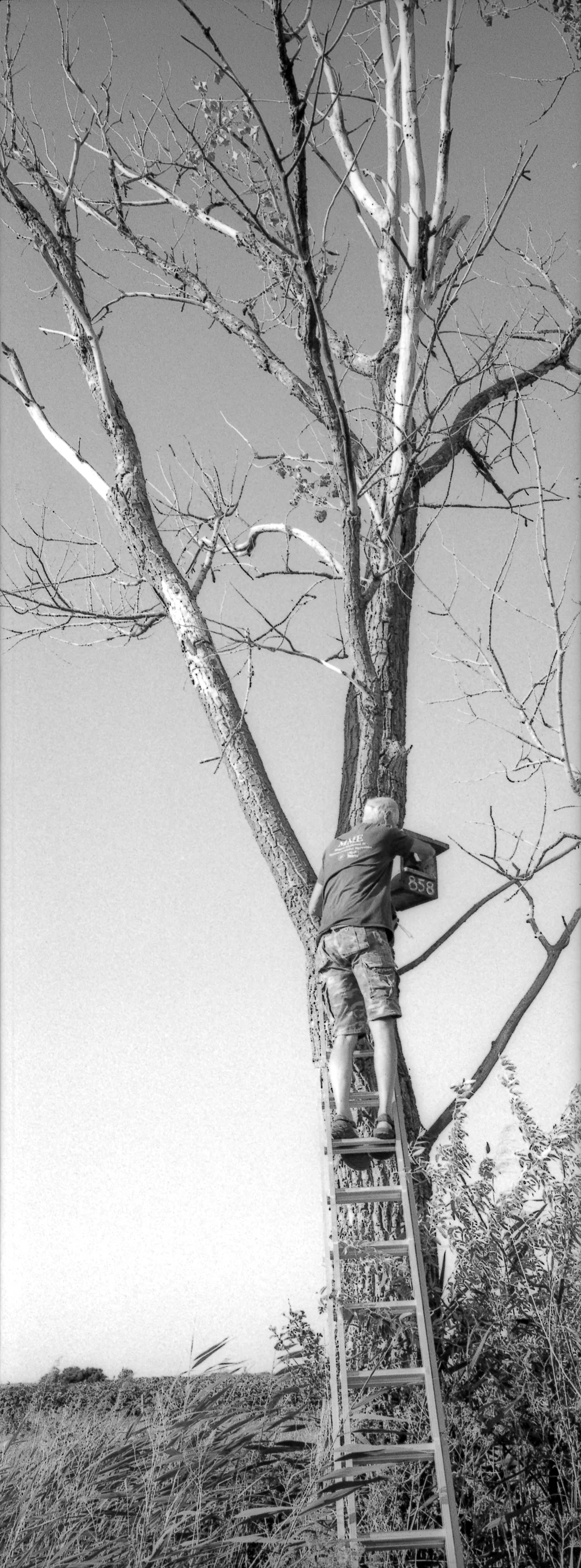 A member of the TÖK Camp team checking nest box 858 from a ladder