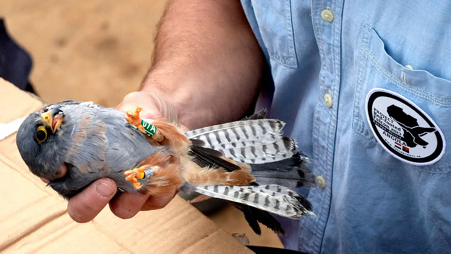 Local people handling a Red-footed Falcon