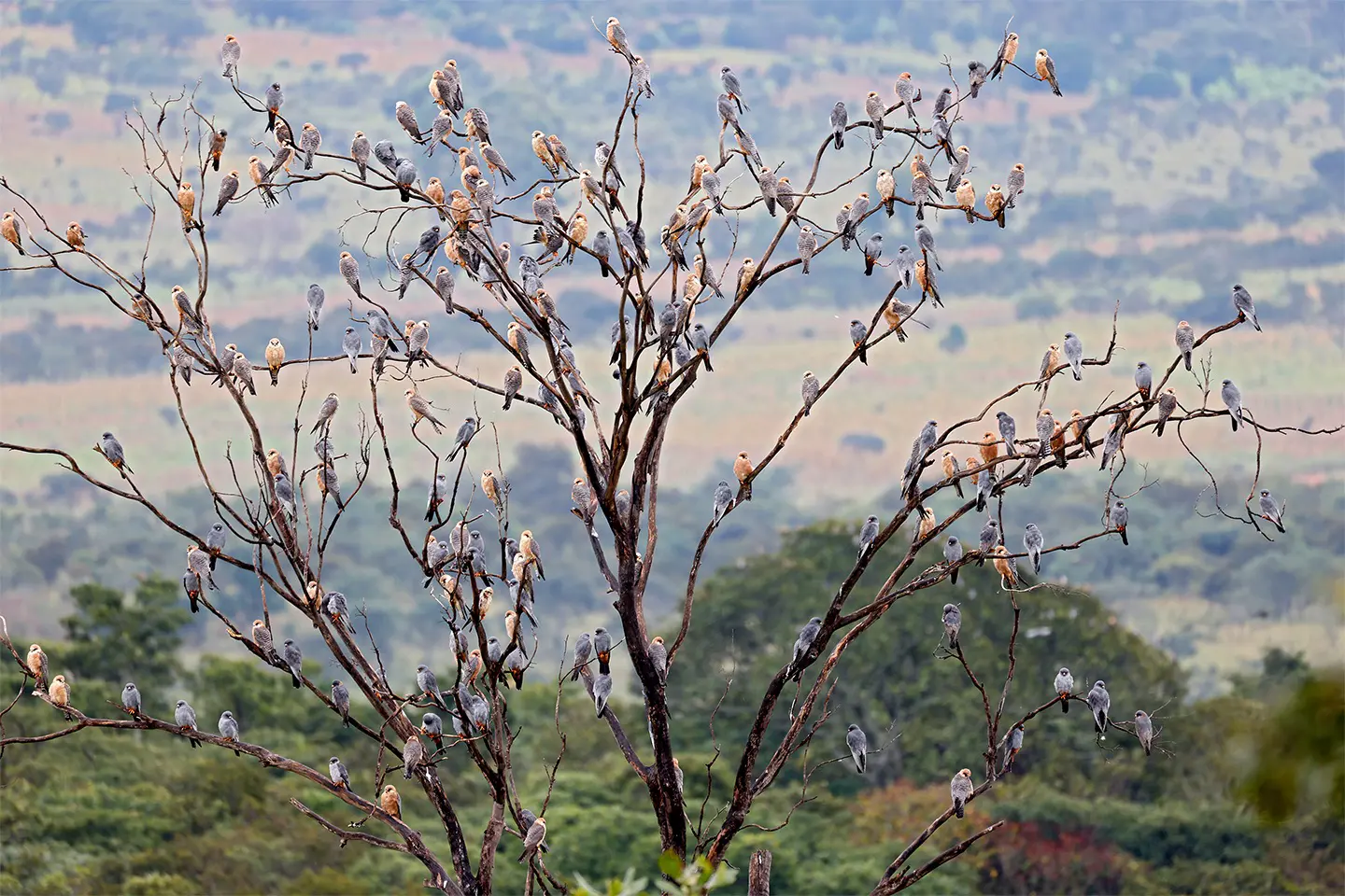 Red-footed Falcons gathering at dusk