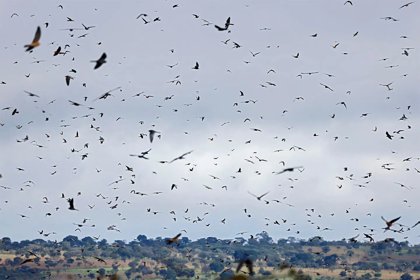 Red-footed Falcons gathering in flight above their wintering area