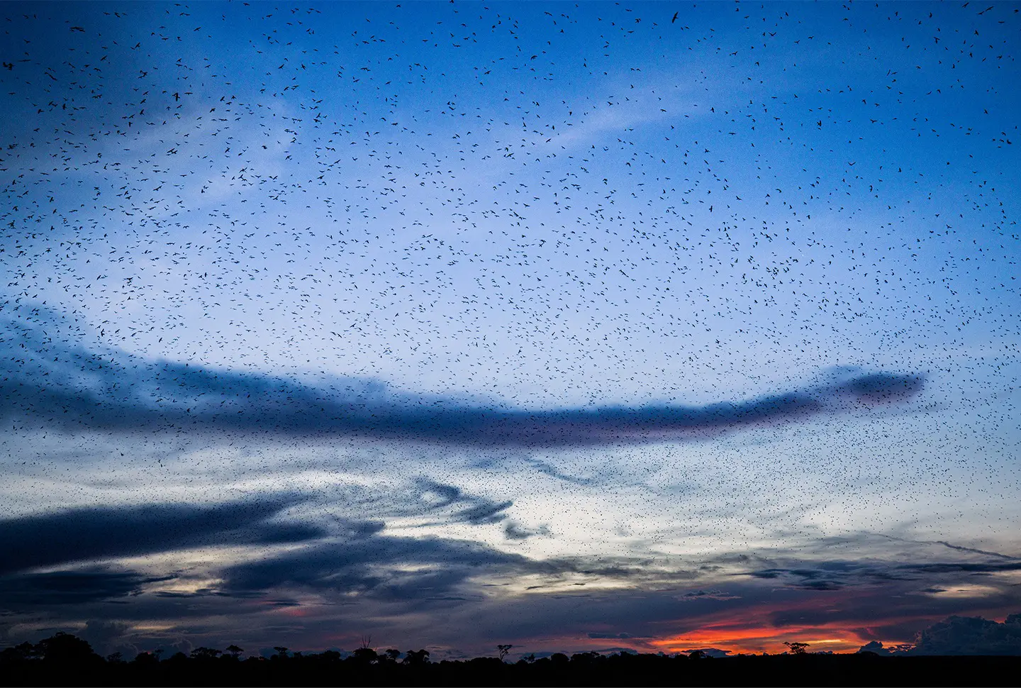 Vast sky filled with thousands of red-footed falcons forming a dense flock at dusk