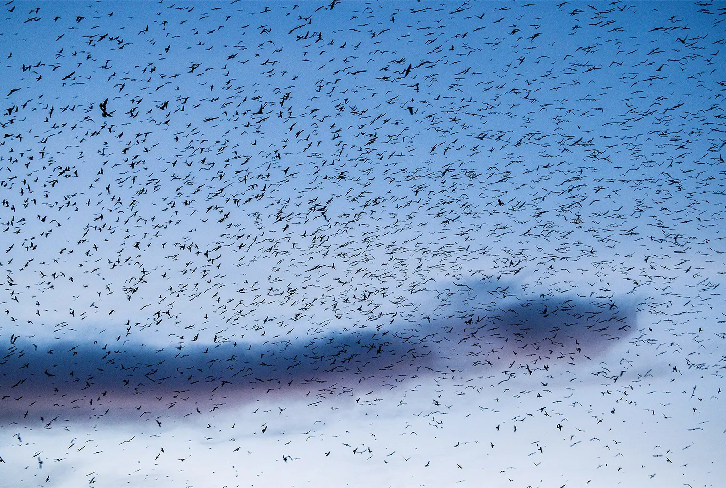 Vast sky filled with thousands of red-footed falcons forming a dense flock at dusk