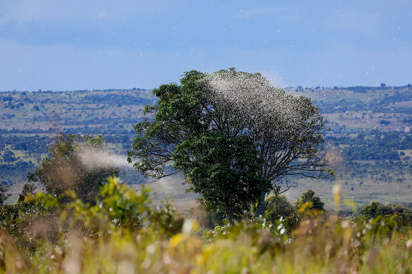 Vast sky filled with thousands of red-footed falcons forming a dense flock at dusk