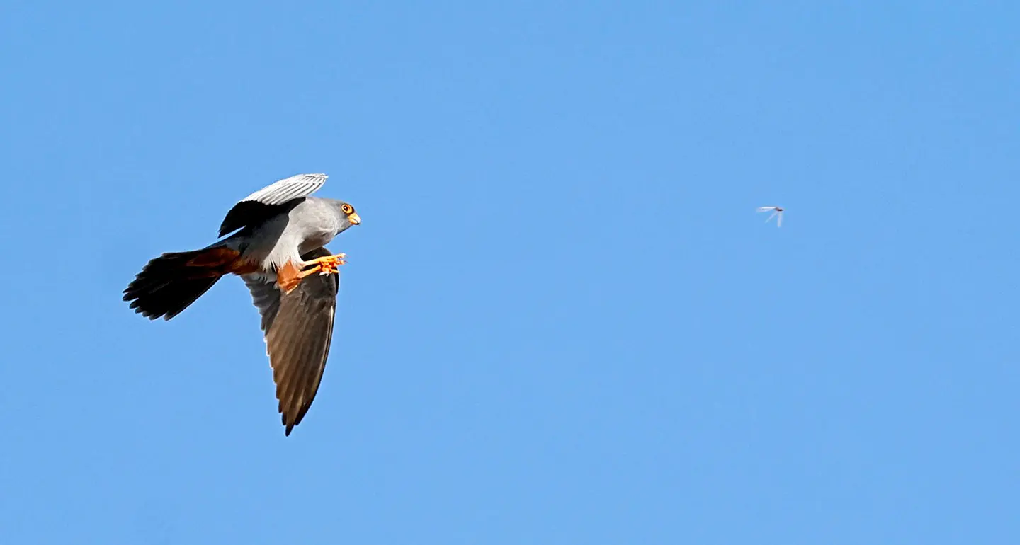 Vast sky filled with thousands of red-footed falcons forming a dense flock at dusk