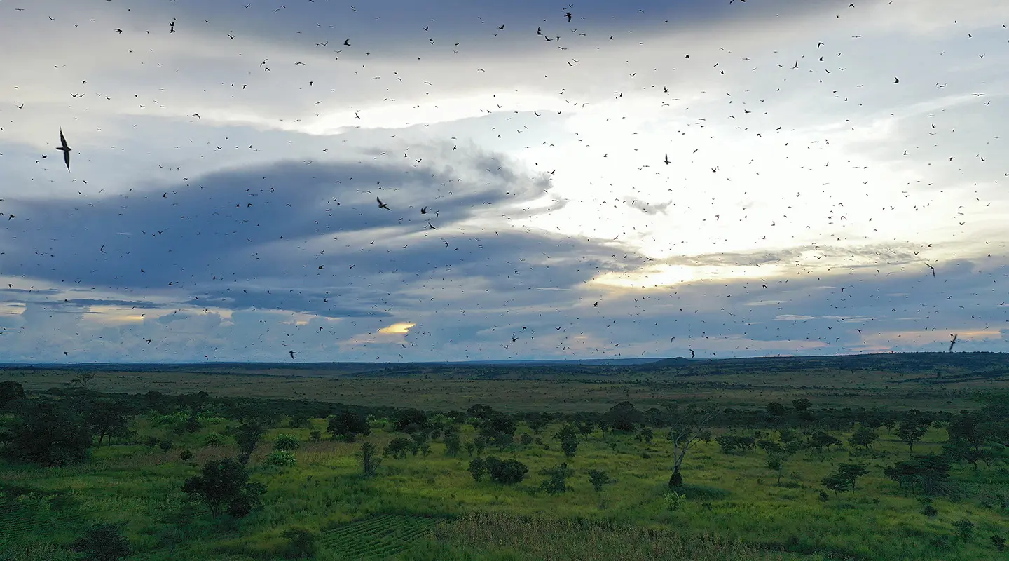 Red-footed Falcon in flight