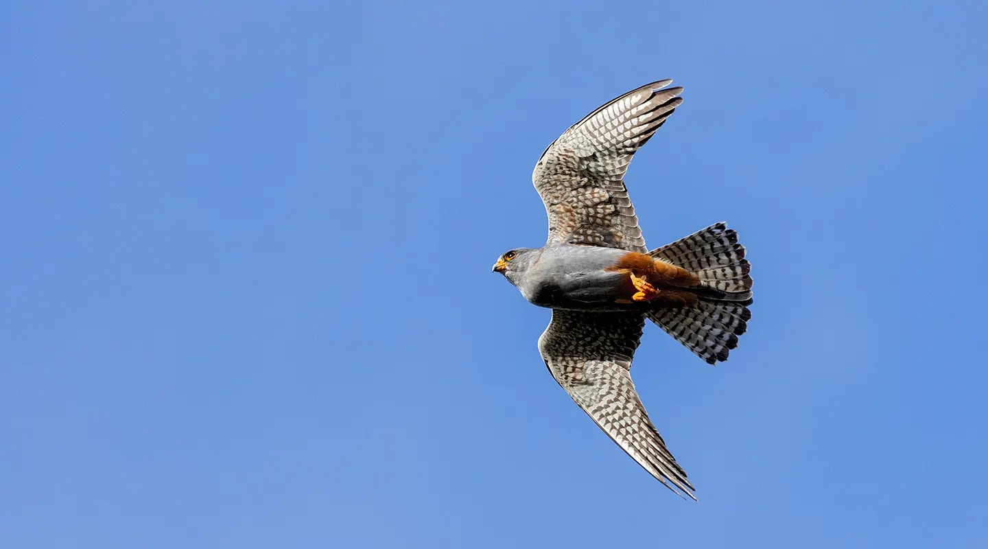 Red-footed Falcon close-up