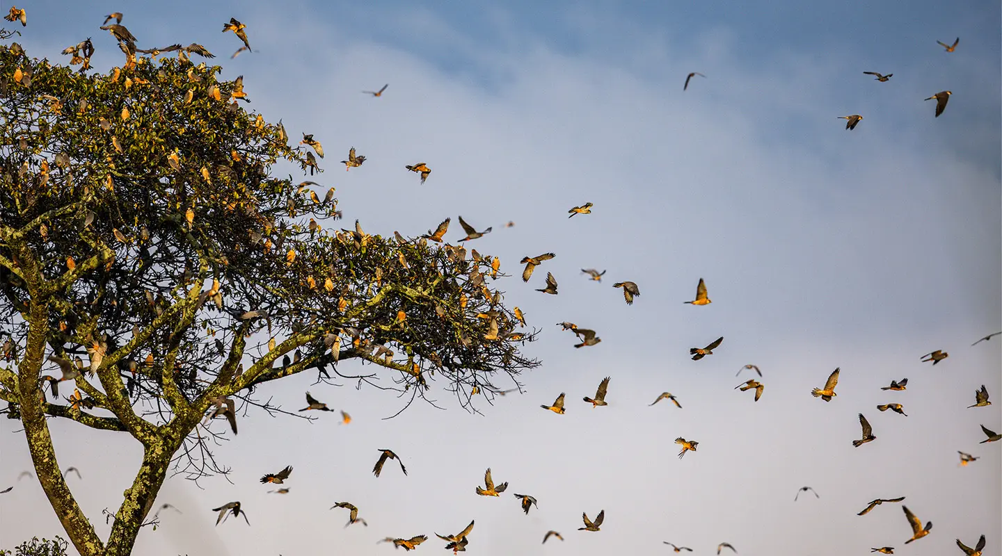 Falcons departing at dawn