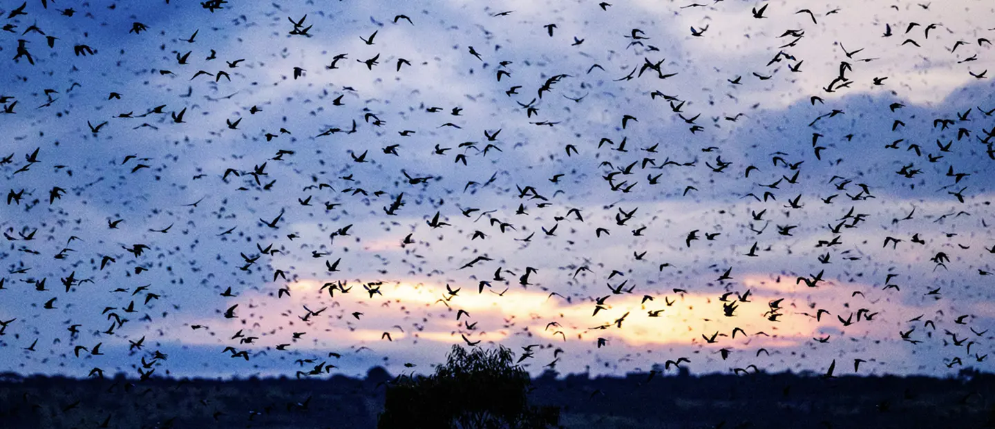 Falcon flock activity at the roost